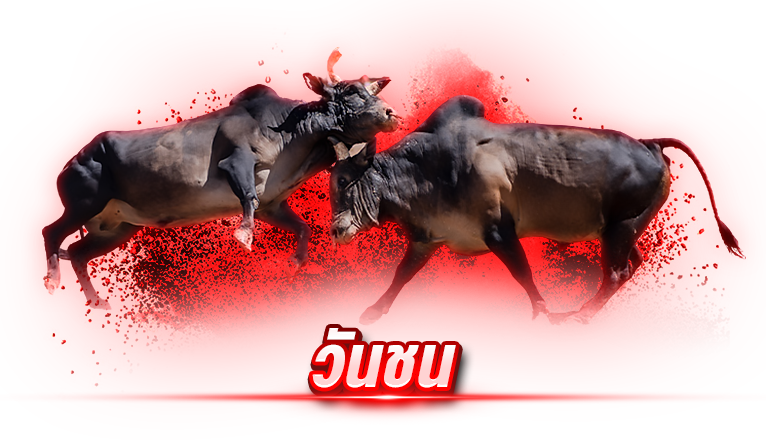 วัวชน