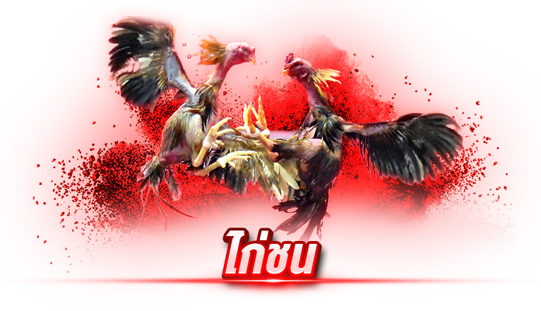 ไก่ชน